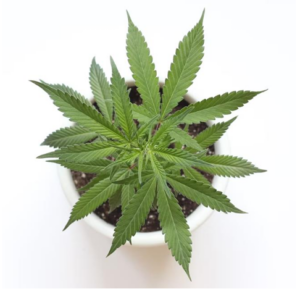 Potted Marijuana Plant